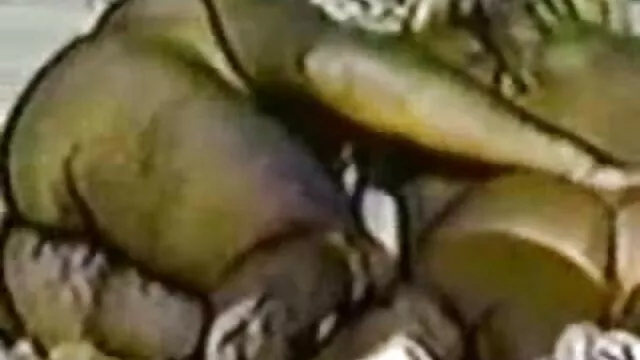 Nika porno des femmes avec des chiens